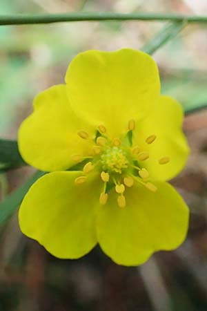 Potentilla anglica \ Niederliegendes Fingerkraut / Trailing Tormentil, D Odenwald, Erbach 17.7.2022