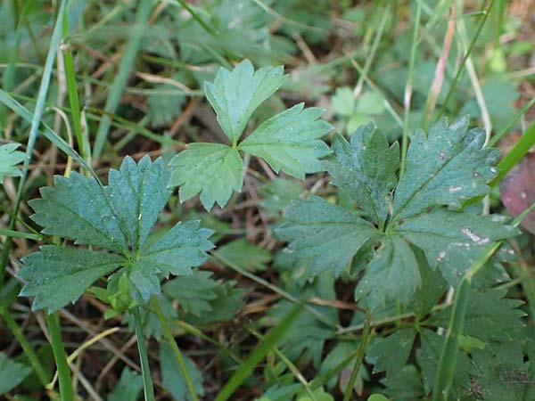 Potentilla anglica \ Niederliegendes Fingerkraut / Trailing Tormentil, D Odenwald, Erbach 17.7.2022