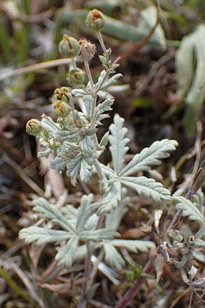 Potentilla argentea var. tephrodes \ Graues Silber-Fingerkraut / Grey Hoary Cinquefoil, D Ludwigshafen 21.7.2022