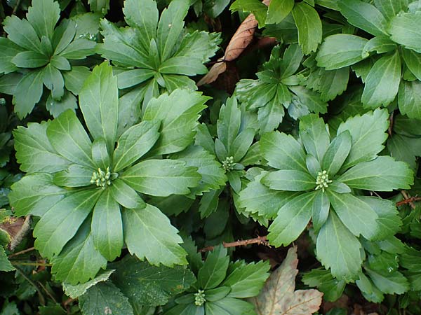 Pachysandra terminalis \ Japanischer Ysander, Dickm&auml;nnchen / Carpet Box, D Aachen 20.8.2022