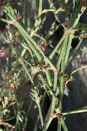 Polygonum aviculare \ Echter Vogel-Kn�terich / Common Knotgrass, English Knotgrass, D Mannheim 24.8.2022