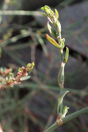 Polygonum aviculare \ Echter Vogel-Kn�terich / Common Knotgrass, English Knotgrass, D Mannheim 24.8.2022