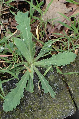 Papaver atlanticum \ Atlas-Mohn / Atlas Poppy, D Bochum 16.4.2023
