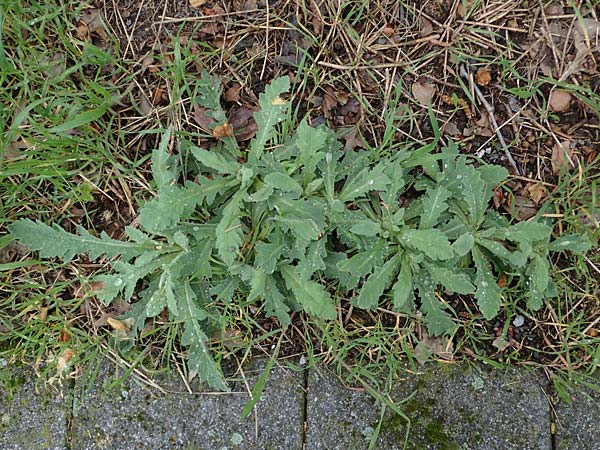 Papaver atlanticum \ Atlas-Mohn / Atlas Poppy, D Bochum 16.4.2023