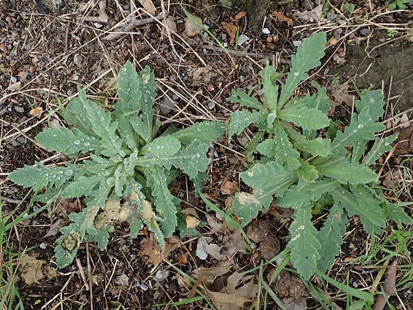Papaver atlanticum \ Atlas-Mohn / Atlas Poppy, D Bochum 16.4.2023