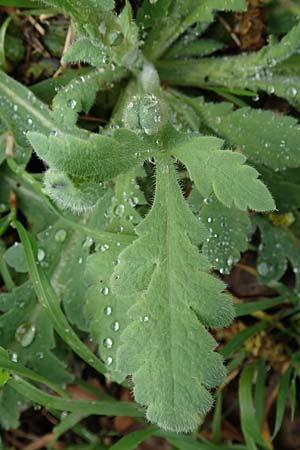 Papaver atlanticum \ Atlas-Mohn / Atlas Poppy, D Bochum 16.4.2023