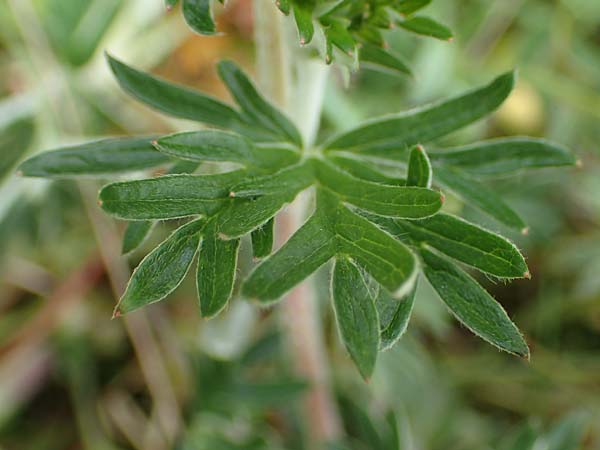 Potentilla argentea agg. \ Silber-Fingerkraut / Hoary Cinquefoil, D Hockenheim 26.4.2023
