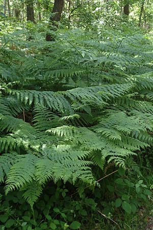 Pteridium aquilinum \ Adlerfarn / Bracken, D Neu-Isenburg 30.5.2023