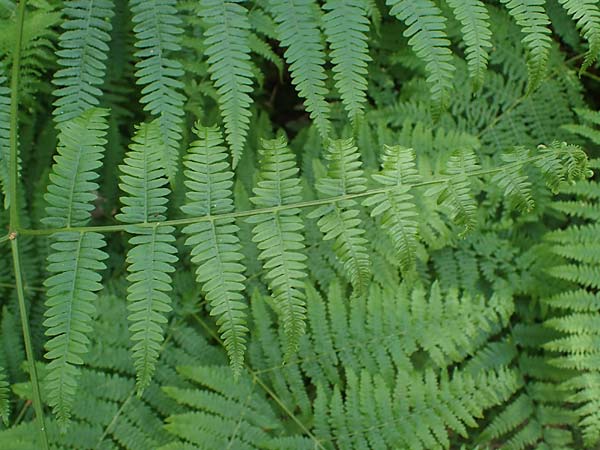 Pteridium aquilinum \ Adlerfarn / Bracken, D Neu-Isenburg 30.5.2023