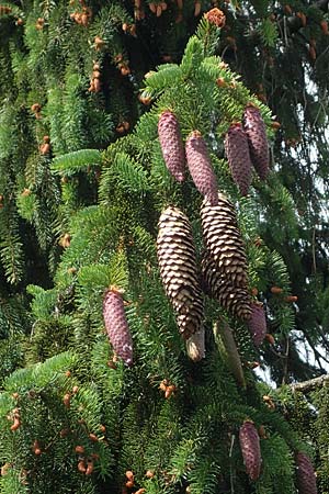 Picea abies \ Fichte, Rottanne / Norway Spruce, D Rh&ouml;n, Heidelstein 20.6.2023