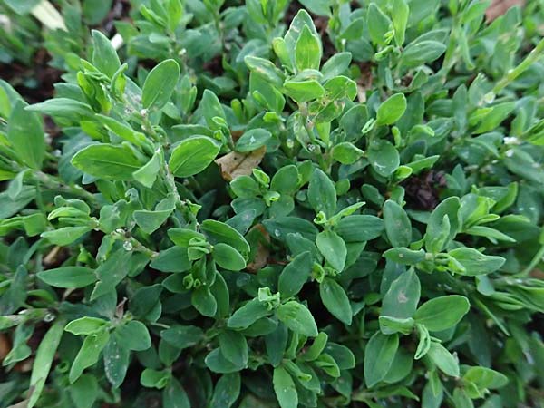 Polygonum centrale \ Reingr&uuml;ner Vogel-Kn�terich / Pure Green Knotgrass, D Aachen 28.7.2023
