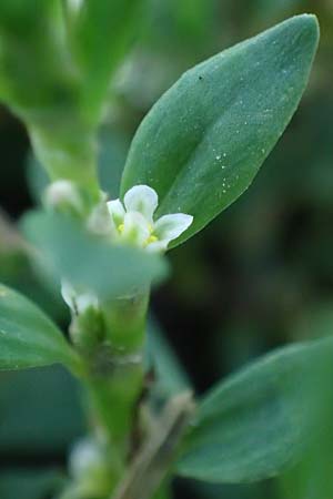 Polygonum centrale \ Reingr&uuml;ner Vogel-Kn�terich / Pure Green Knotgrass, D Aachen 28.7.2023