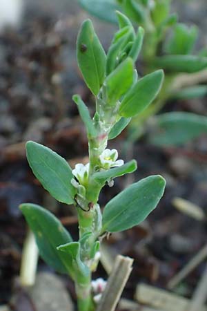 Polygonum centrale \ Reingr&uuml;ner Vogel-Kn�terich / Pure Green Knotgrass, D Aachen 28.7.2023