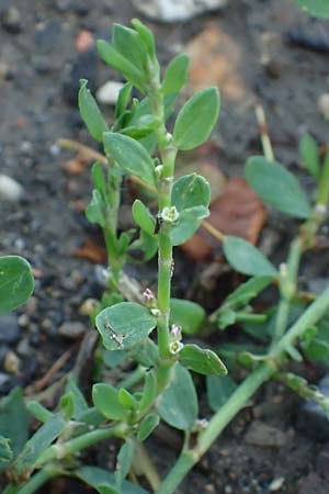 Polygonum centrale \ Reingr&uuml;ner Vogel-Kn�terich / Pure Green Knotgrass, D Aachen 28.7.2023