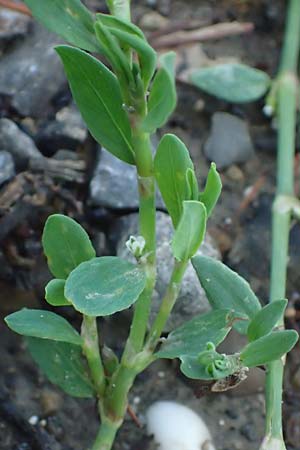 Polygonum centrale \ Reingr&uuml;ner Vogel-Kn�terich / Pure Green Knotgrass, D Aachen 28.7.2023