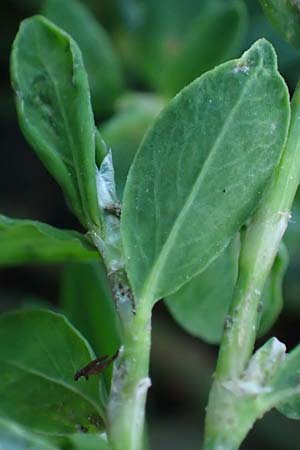 Polygonum centrale \ Reingr&uuml;ner Vogel-Kn�terich / Pure Green Knotgrass, D Aachen 28.7.2023