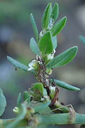 Polygonum centrale \ Reingr&uuml;ner Vogel-Kn�terich / Pure Green Knotgrass, D Aachen 28.7.2023