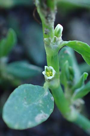 Polygonum centrale \ Reingr&uuml;ner Vogel-Kn�terich / Pure Green Knotgrass, D Aachen 28.7.2023