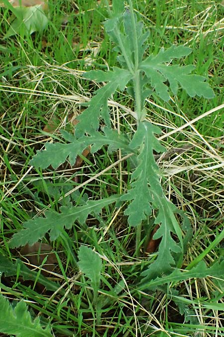 Papaver atlanticum \ Atlas-Mohn / Atlas Poppy, D Bochum 1.8.2023