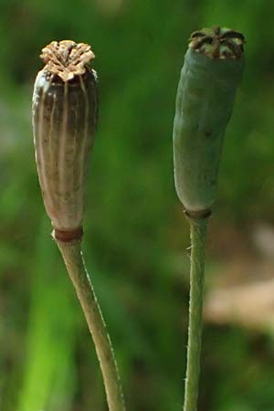 Papaver atlanticum \ Atlas-Mohn / Atlas Poppy, D Bochum 1.8.2023