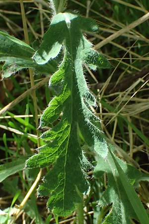 Papaver atlanticum \ Atlas-Mohn / Atlas Poppy, D Bochum 1.8.2023