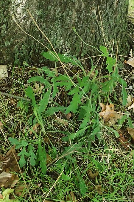 Papaver atlanticum \ Atlas-Mohn / Atlas Poppy, D Bochum 1.8.2023