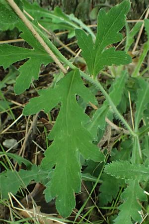 Papaver atlanticum \ Atlas-Mohn / Atlas Poppy, D Bochum 1.8.2023