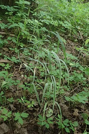 Phalaris arundinacea var. picta \ Buntes Glanzgras / Variegated Ribbon Grass, Gardener's Garters, D Mudau 15.8.2023