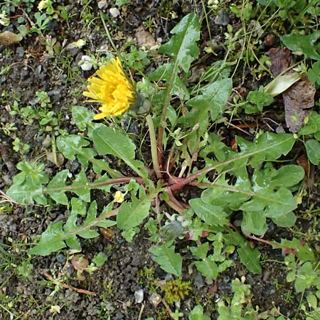 Taraxacum sect. Ruderalia \ Gew�hnlicher L�wenzahn, Kuhblume / Dandelion, D Viernheim 3.4.2024