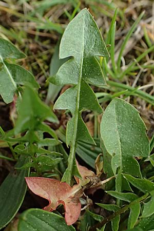 Taraxacum parnassicum \ Schlesischer L�wenzahn / Parnassus Dandelion, D Hockenheim 8.4.2024