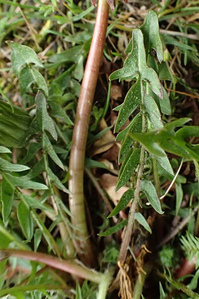 Taraxacum parnassicum \ Schlesischer L�wenzahn / Parnassus Dandelion, D Hockenheim 8.4.2024