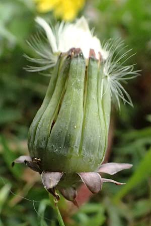 Taraxacum parnassicum \ Schlesischer L�wenzahn / Parnassus Dandelion, D Hockenheim 8.4.2024