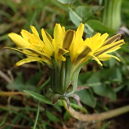 Taraxacum parnassicum \ Schlesischer L�wenzahn / Parnassus Dandelion, D Hockenheim 8.4.2024