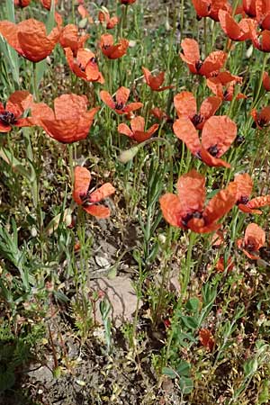 Papaver argemone \ Sand-Mohn / Prickly Poppy, D Eisenberg 1.5.2024