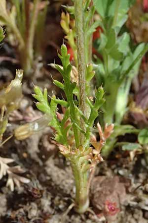 Papaver argemone \ Sand-Mohn / Prickly Poppy, D Eisenberg 1.5.2024