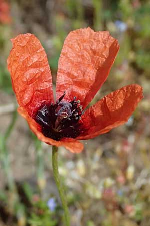 Papaver argemone \ Sand-Mohn / Prickly Poppy, D Eisenberg 1.5.2024