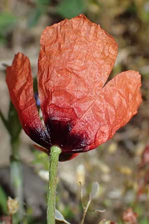 Papaver argemone \ Sand-Mohn / Prickly Poppy, D Eisenberg 1.5.2024