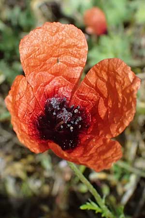 Papaver argemone \ Sand-Mohn / Prickly Poppy, D Eisenberg 1.5.2024