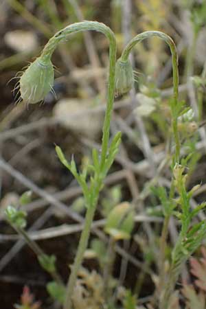 Papaver argemone \ Sand-Mohn / Prickly Poppy, D Eisenberg 1.5.2024