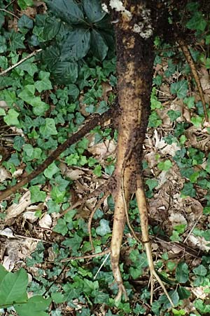 Phytolacca americana \ Amerikanische Kermesbeere / Pokeberry, D Mannheim 29.6.2024