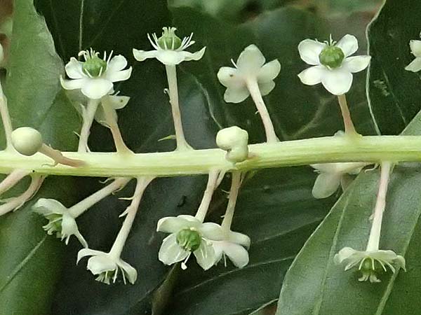 Phytolacca americana \ Amerikanische Kermesbeere / Pokeberry, D Mannheim 29.6.2024