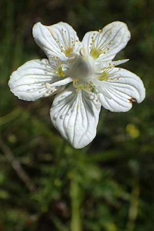 Parnassia palustris \ Sumpf-Herzblatt, Studentenr&ouml;schen / Grass of Parnassus, D Ohlstadt 14.8.2024