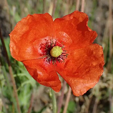 Papaver atlanticum \ Atlas-Mohn / Atlas Poppy, D Duisburg 20.6.2025