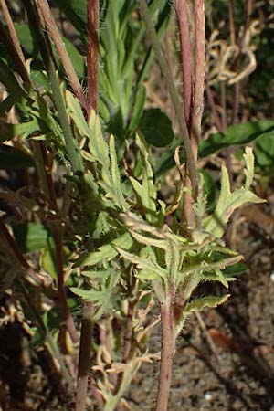 Papaver atlanticum \ Atlas-Mohn / Atlas Poppy, D Duisburg 20.6.2025