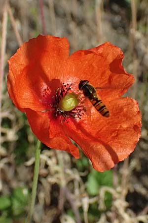 Papaver atlanticum \ Atlas-Mohn / Atlas Poppy, D Duisburg 20.6.2025