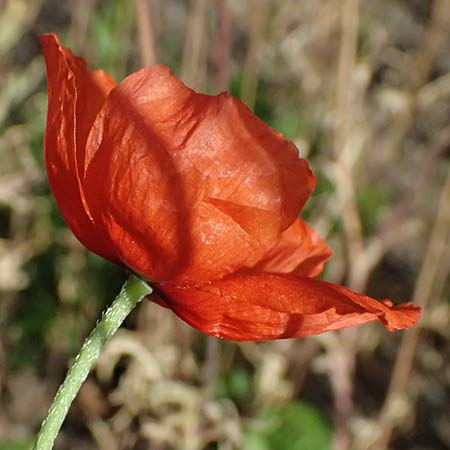 Papaver atlanticum \ Atlas-Mohn / Atlas Poppy, D Duisburg 20.6.2025