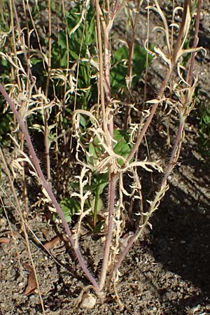 Papaver atlanticum \ Atlas-Mohn / Atlas Poppy, D Duisburg 20.6.2025