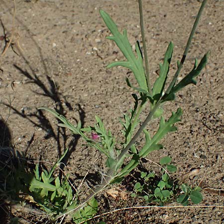 Papaver atlanticum \ Atlas-Mohn / Atlas Poppy, D Duisburg 20.6.2025