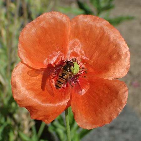 Papaver atlanticum \ Atlas-Mohn / Atlas Poppy, D Duisburg 20.6.2025
