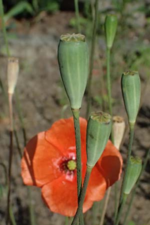 Papaver atlanticum \ Atlas-Mohn / Atlas Poppy, D Duisburg 20.6.2025